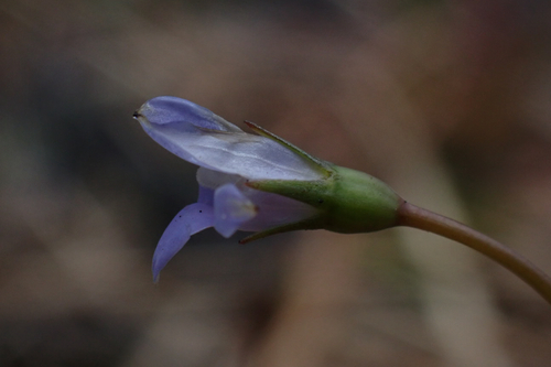 Wahlenbergia gracilis observed 2026-01-23