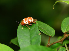 Asiophrida spectabilis