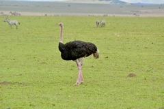 Struthio camelus massaicus