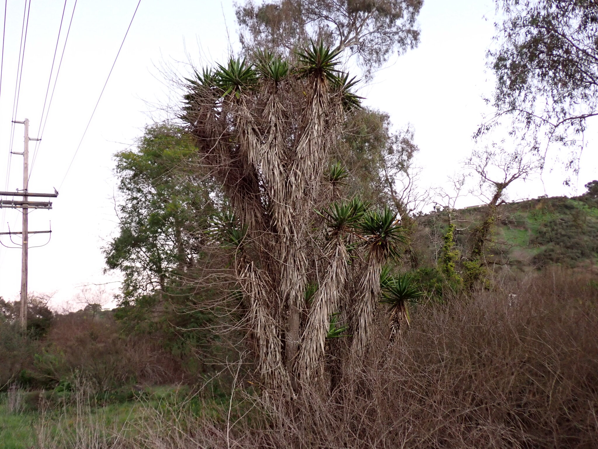 Spineless Yucca (Yucca gigantea)