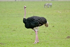 Struthio camelus massaicus