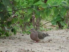 Zenaida auriculata