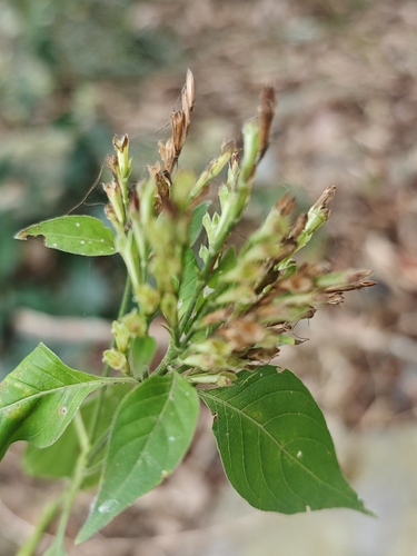 Hypoestes purpurea, 2026-01-24
