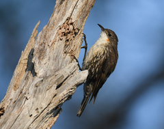 White-Throated Treecreeper photo 2