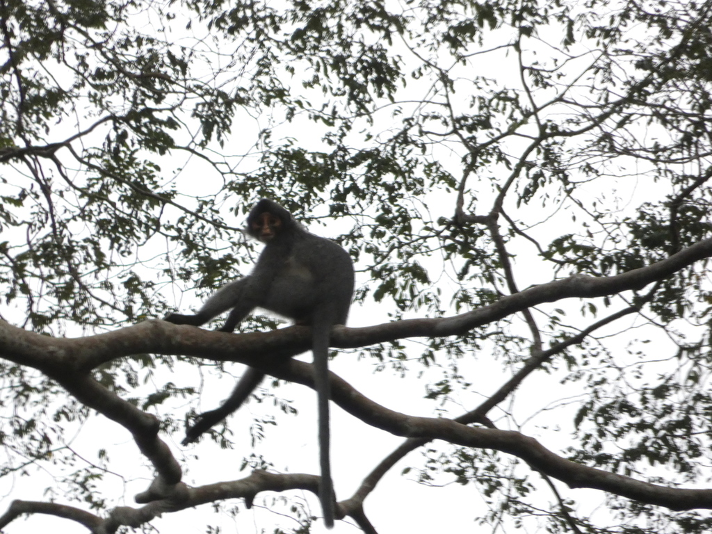 Sabah Grizzled Langur
