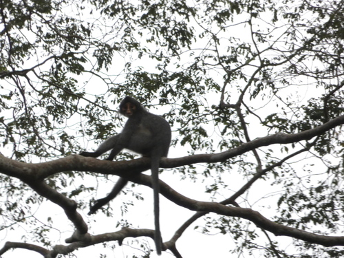 Sabah Grizzled Langur