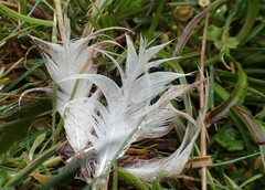 Pterodroma lessonii