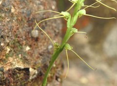 Peristylus tentaculatus
