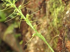 Peristylus tentaculatus
