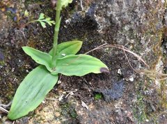 Peristylus tentaculatus