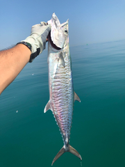 Spanish Mackerel