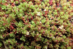 Crassula moschata
