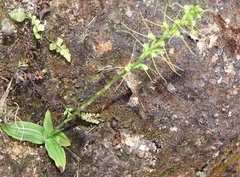 Peristylus tentaculatus