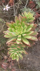 Echeveria quitensis
