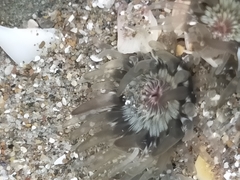 Anthopleura minima
