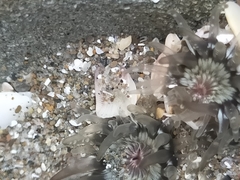 Anthopleura minima