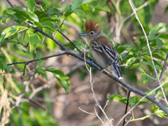 Sakesphorus canadensis