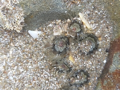 Anthopleura minima