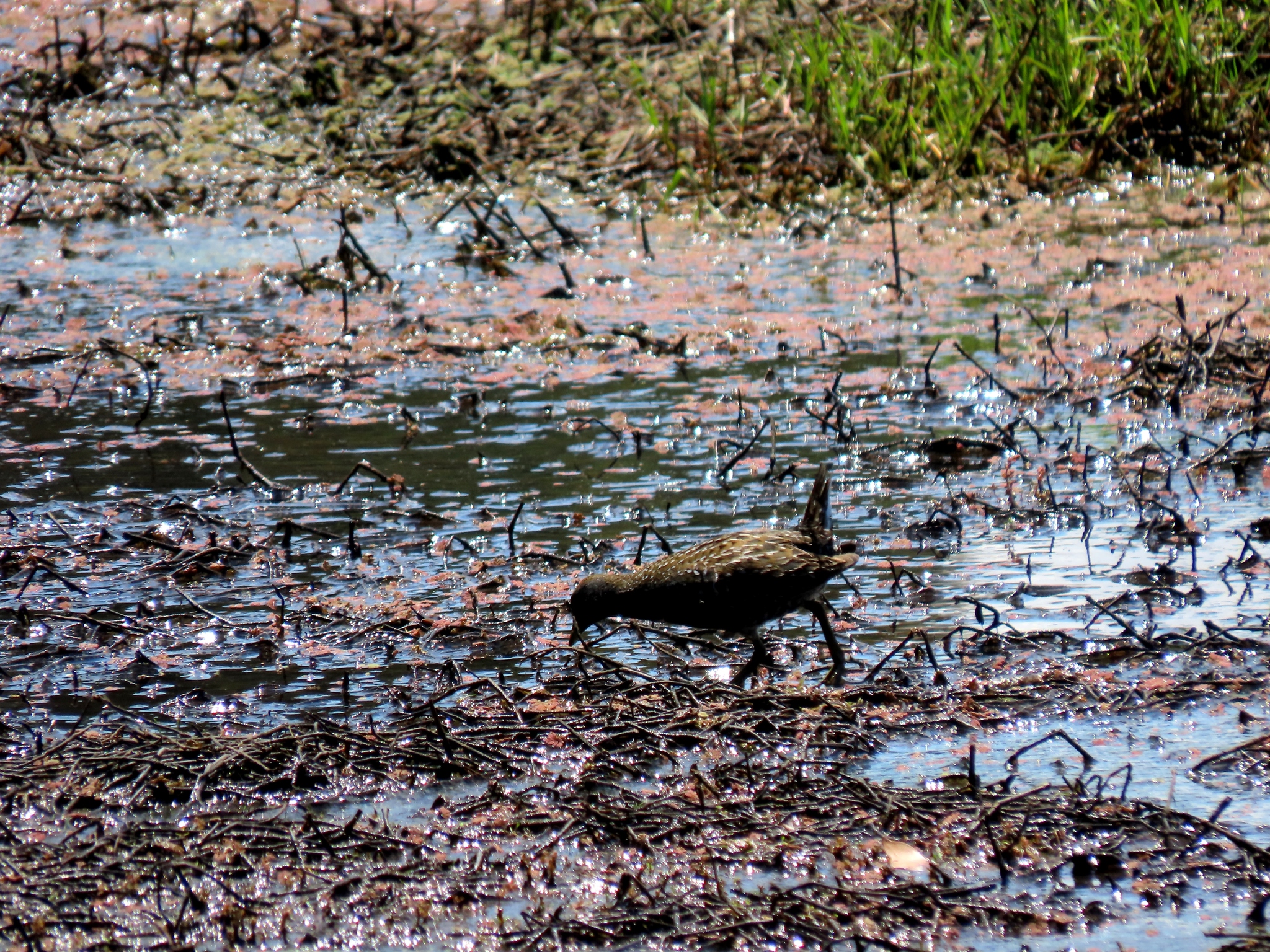 Australian Crake (Porzana fluminea), photo 1