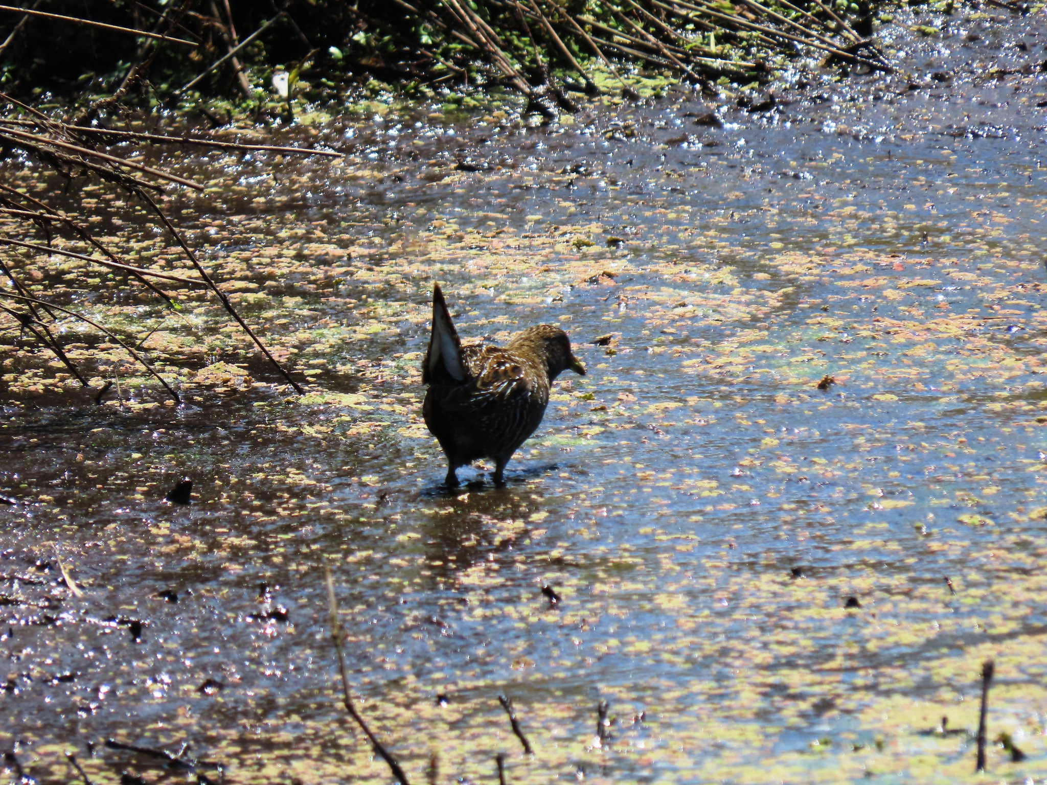 Australian Crake (Porzana fluminea), photo 2