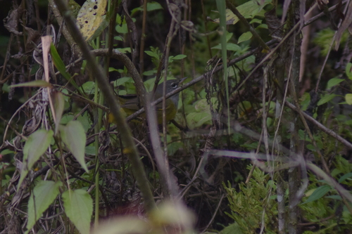 MacGillivray's Warbler (Geothlypis tolmiei), photo 2