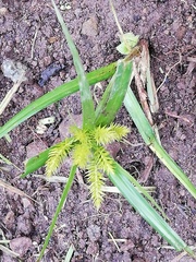 Cyperus hermaphroditus