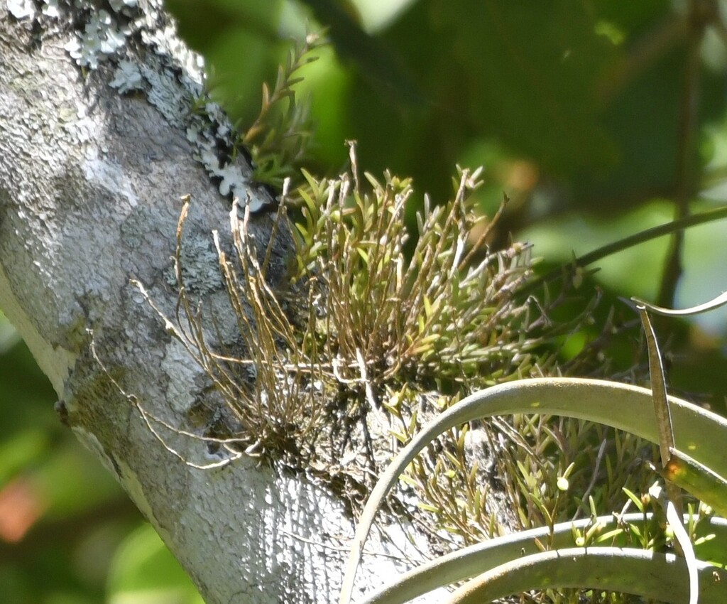 Jacquiniella leucomelana