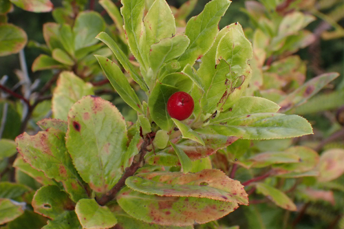 Vaccinium calycinum observed 2026-01-23