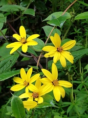 Hymenostephium quitensis