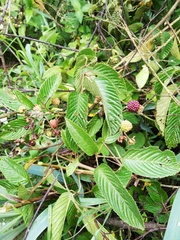 Rubus adenotrichos