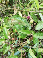 Rubus adenotrichos