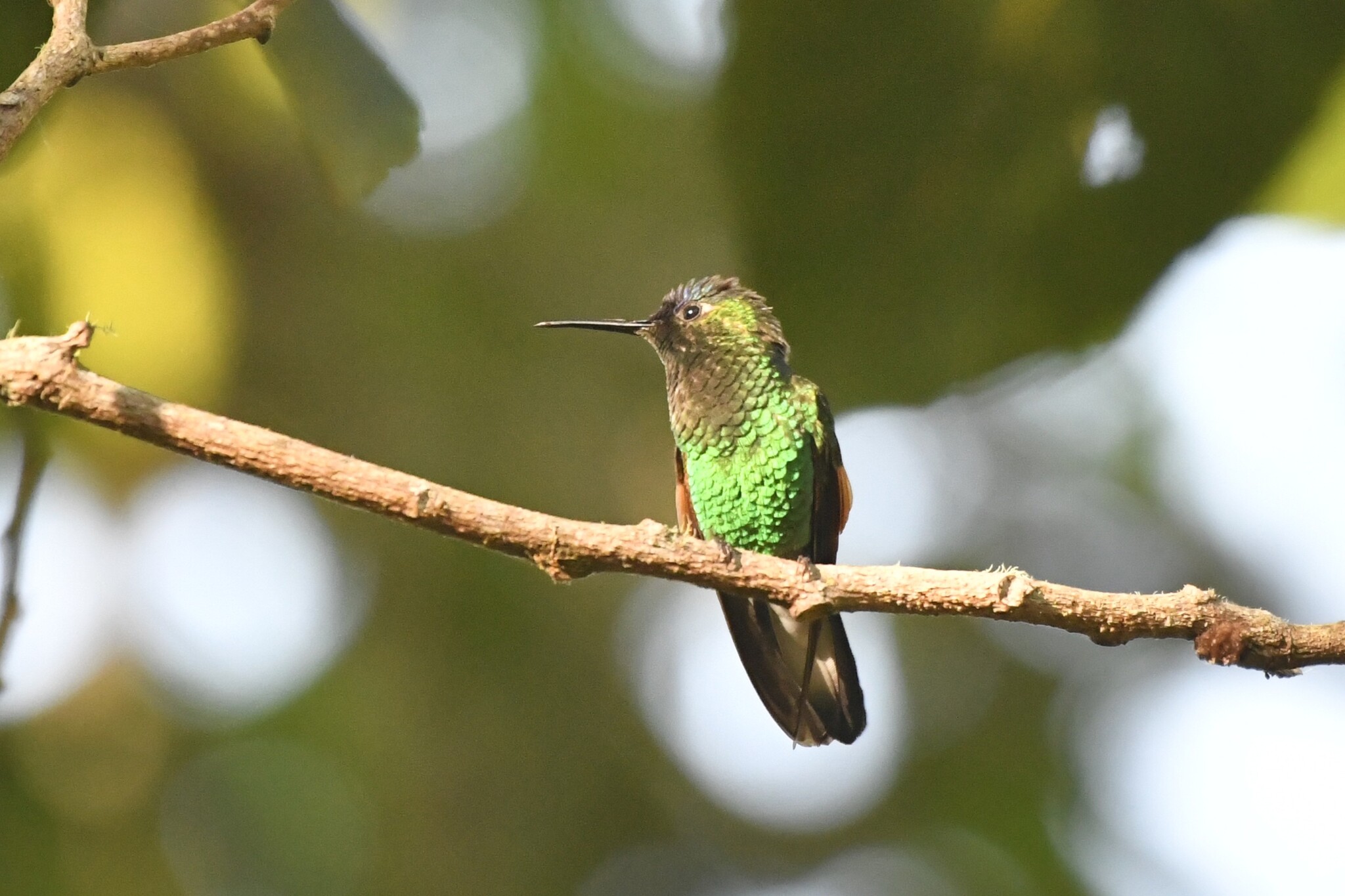 Oaxaca Hummingbird (Eupherusa cyanophrys), photo 6