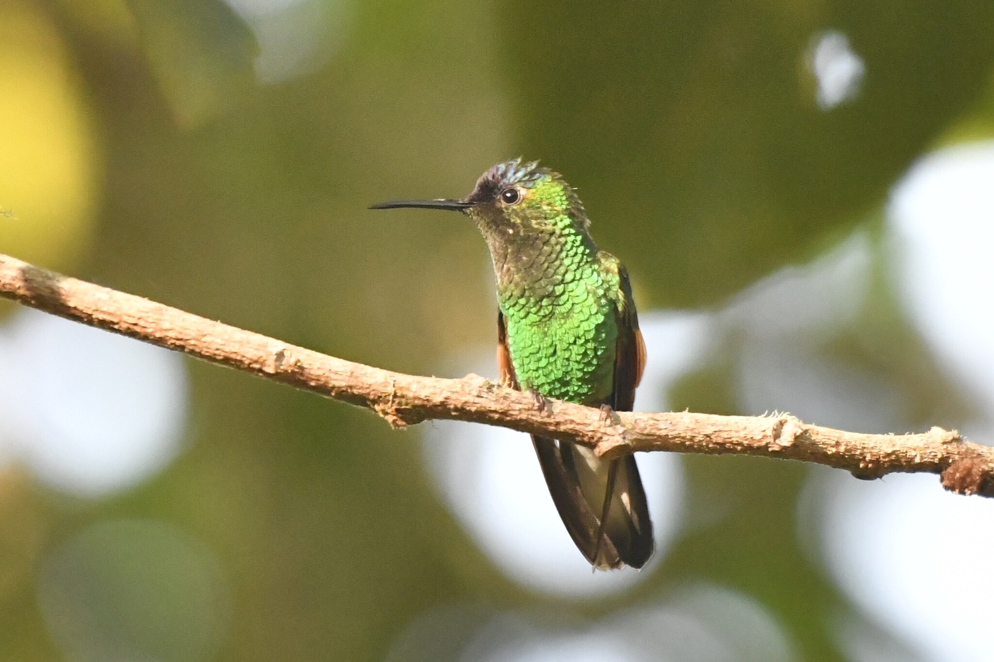 Oaxaca Hummingbird (Eupherusa cyanophrys), photo 5