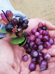 Macleania cordifolia