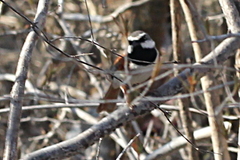 Calicalicus rufocarpalis