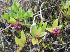 Macleania cordifolia