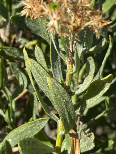 Parish's goldenbush (Ericameria parishii)