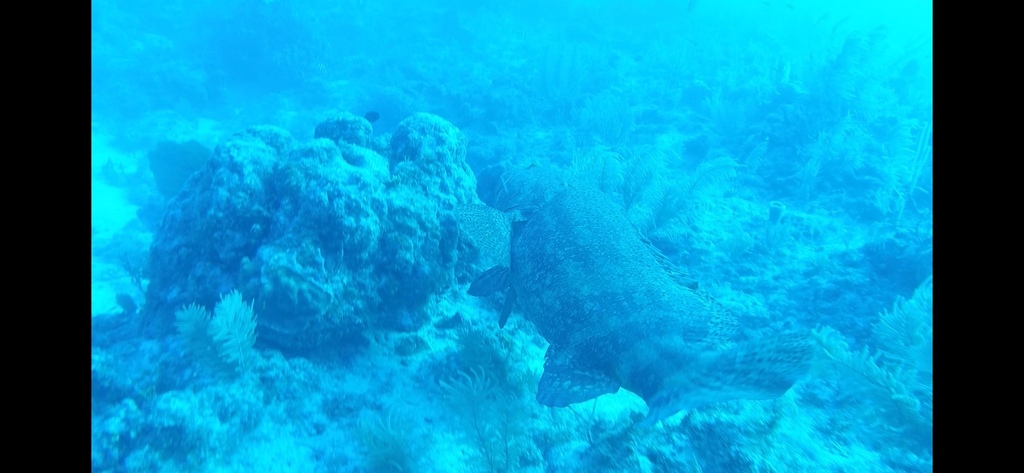Atlantic goliath grouper (Epinephelus itajara) — Serranidae