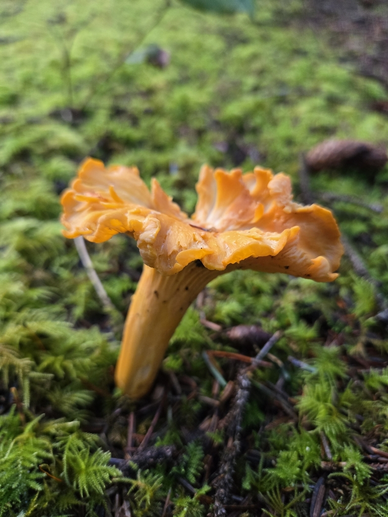 Cantharellus formosus · December 2025 · photo: © cpmaceface (iNaturalist, cc-by)