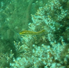 Petroscirtes fallax