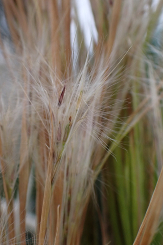 Andropogon tenuispatheus, 2026-01-23