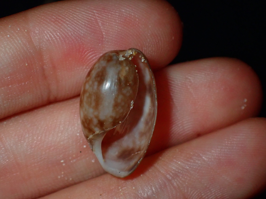 Brown bubble shell from Kingscote SA 5223, Australia on January 14 ...