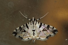Conchylodes salamisalis