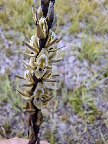 Tall Leek Orchid (Prasophyllum elatum)