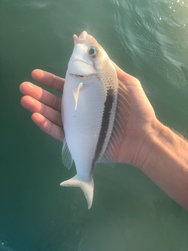 Banded monocle bream (Scolopsis taeniata) — Nemipteridae