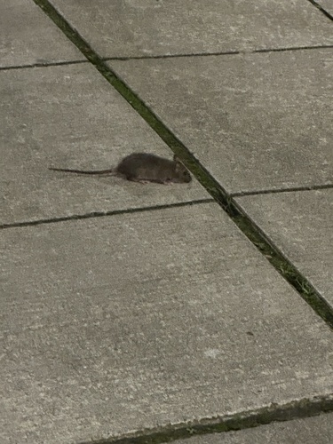 Brown Rat