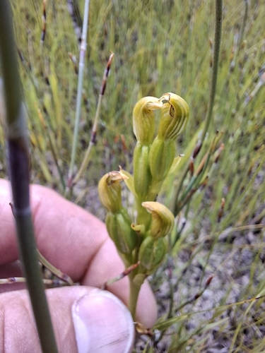 leafless greenhood (Pterostylis aphylla)
