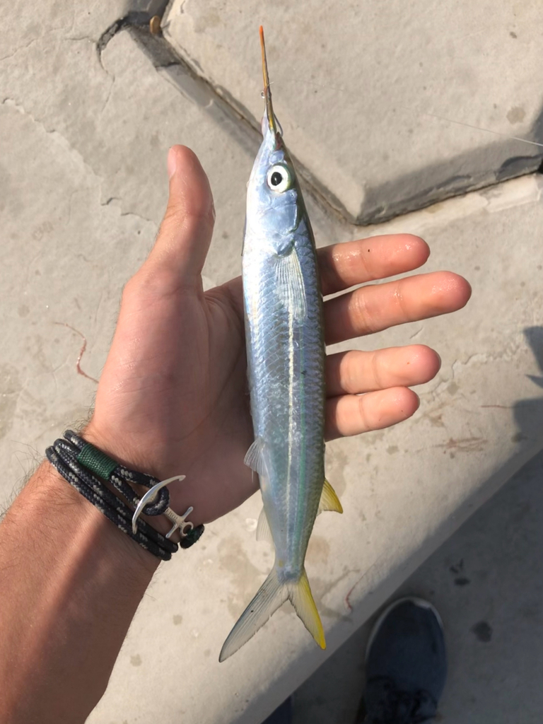 Barred halfbeak (Hemiramphus marginatus) — Hemiramphidae