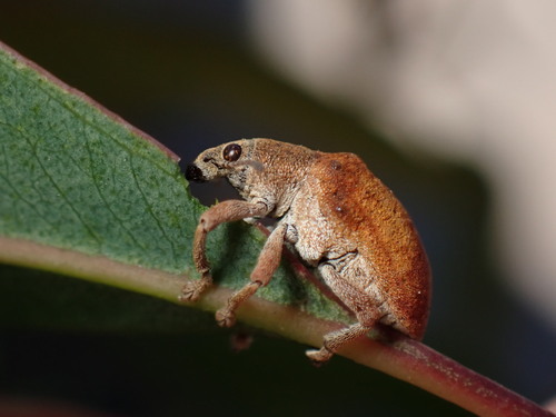 Eucalyptus snout beetle photo 2