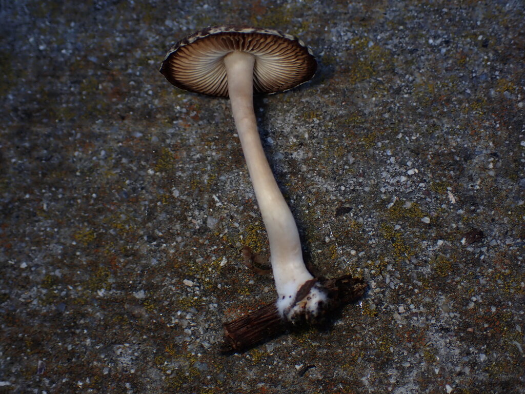 Psathyrella longipes · January 2026 · photo: © sus_scrofa (iNaturalist, cc-by)